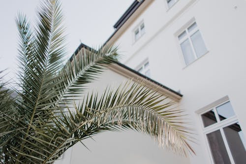 Free Palm Leaves against Facade Stock Photo