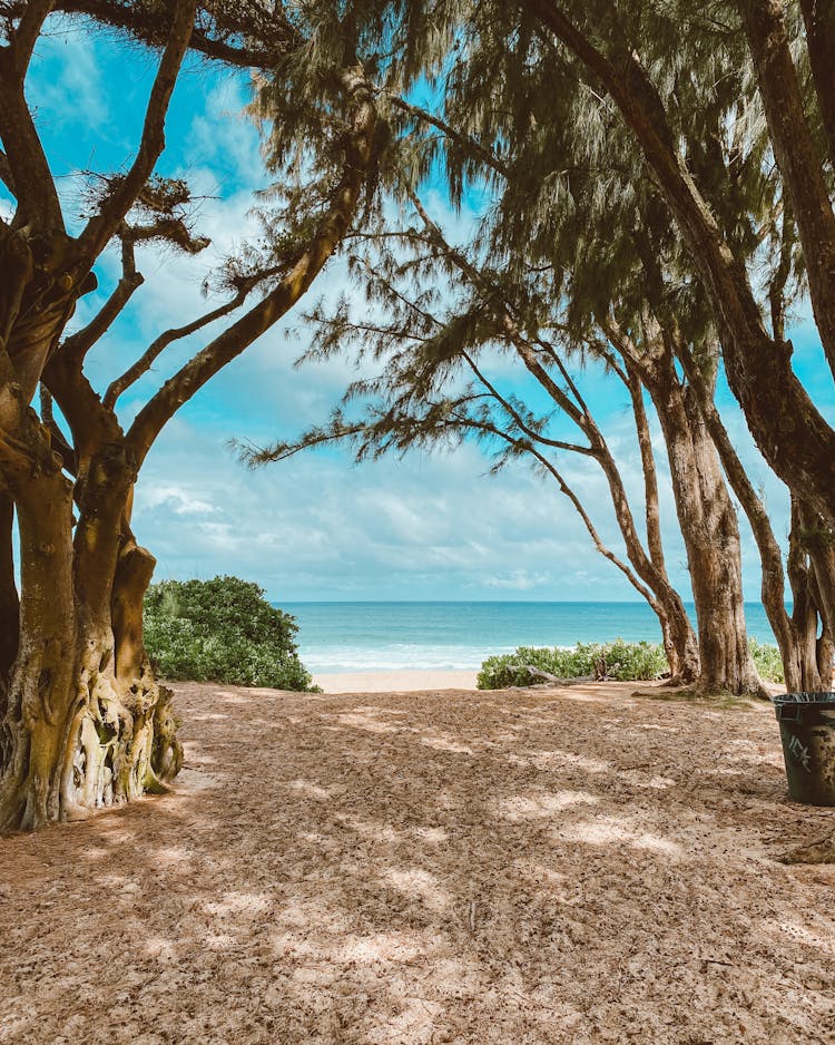 Ocean Beach Pathway Between Trees