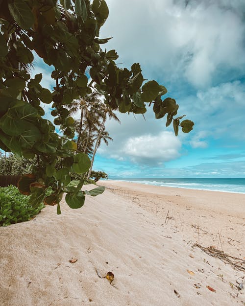 Free Beach with White Sand Under Cloudy Blue Sky Stock Photo