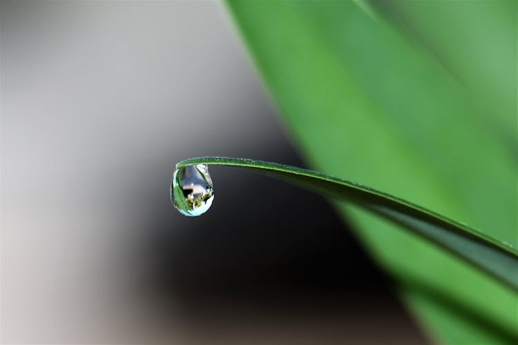 Water Drop At The Tip Of A Leaf