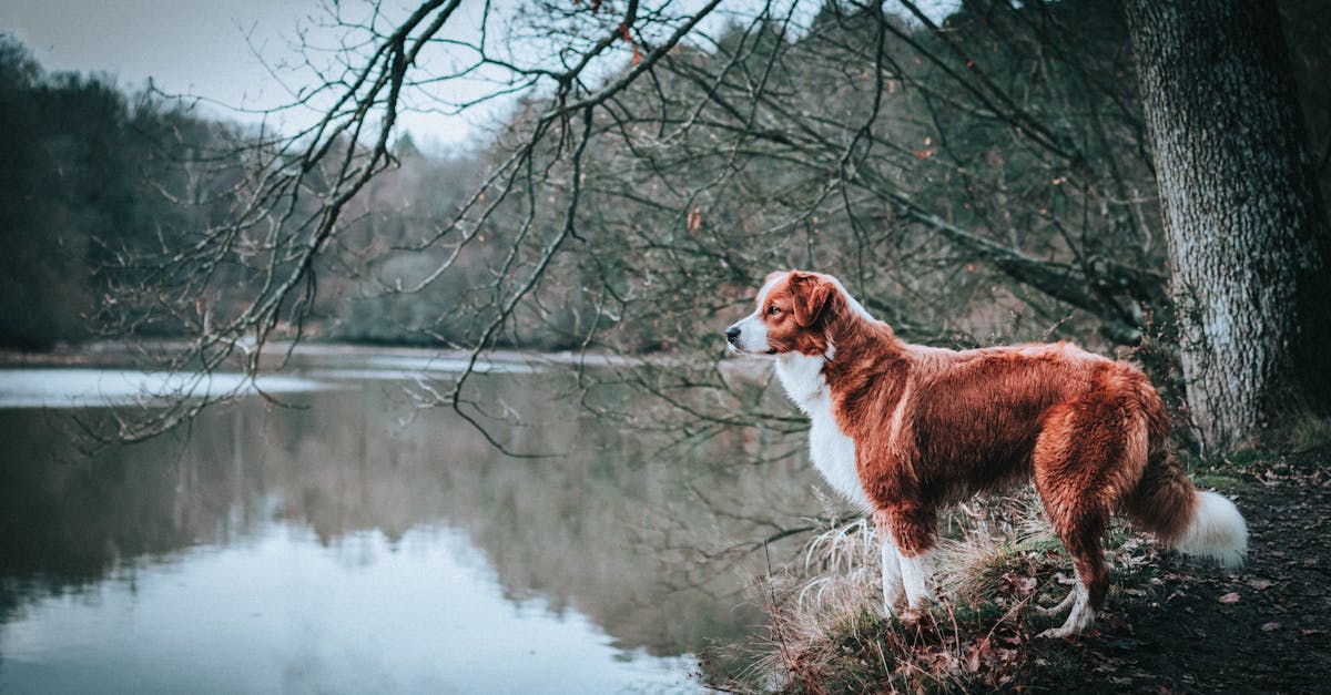 Charming contemplative dog admiring lake in park