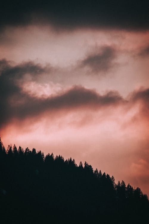 From below of cloudy sky above silhouettes of tree tops in forest at bright sundown at night