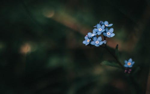 Foto d'estoc gratuïta de a l'aire lliure, amable, aroma