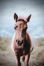Chestnut horse in field under cloudy sky