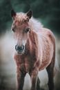 Graceful mare with shiny mane in countryside