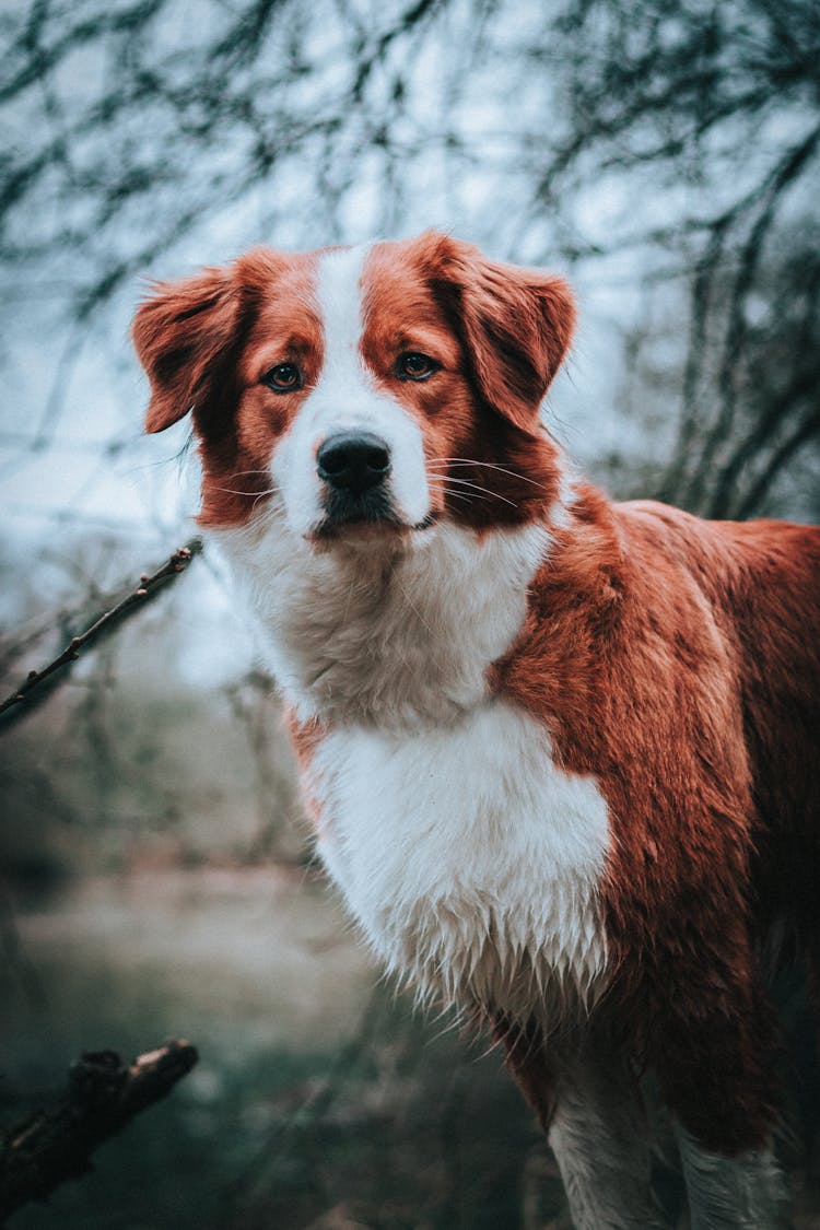 Attentive Brittany Spaniel Near Trees In Park