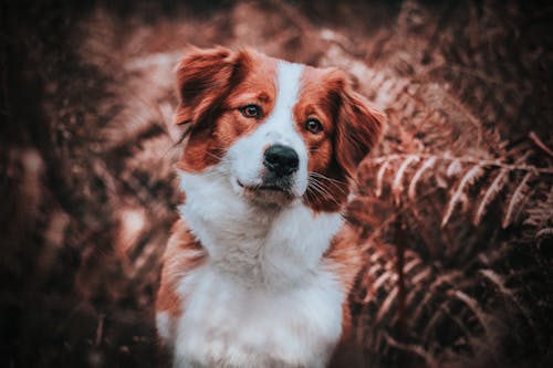 Free From above of charming Brittany Spaniel with fluffy fur looking away with tilted head in daytime Stock Photo