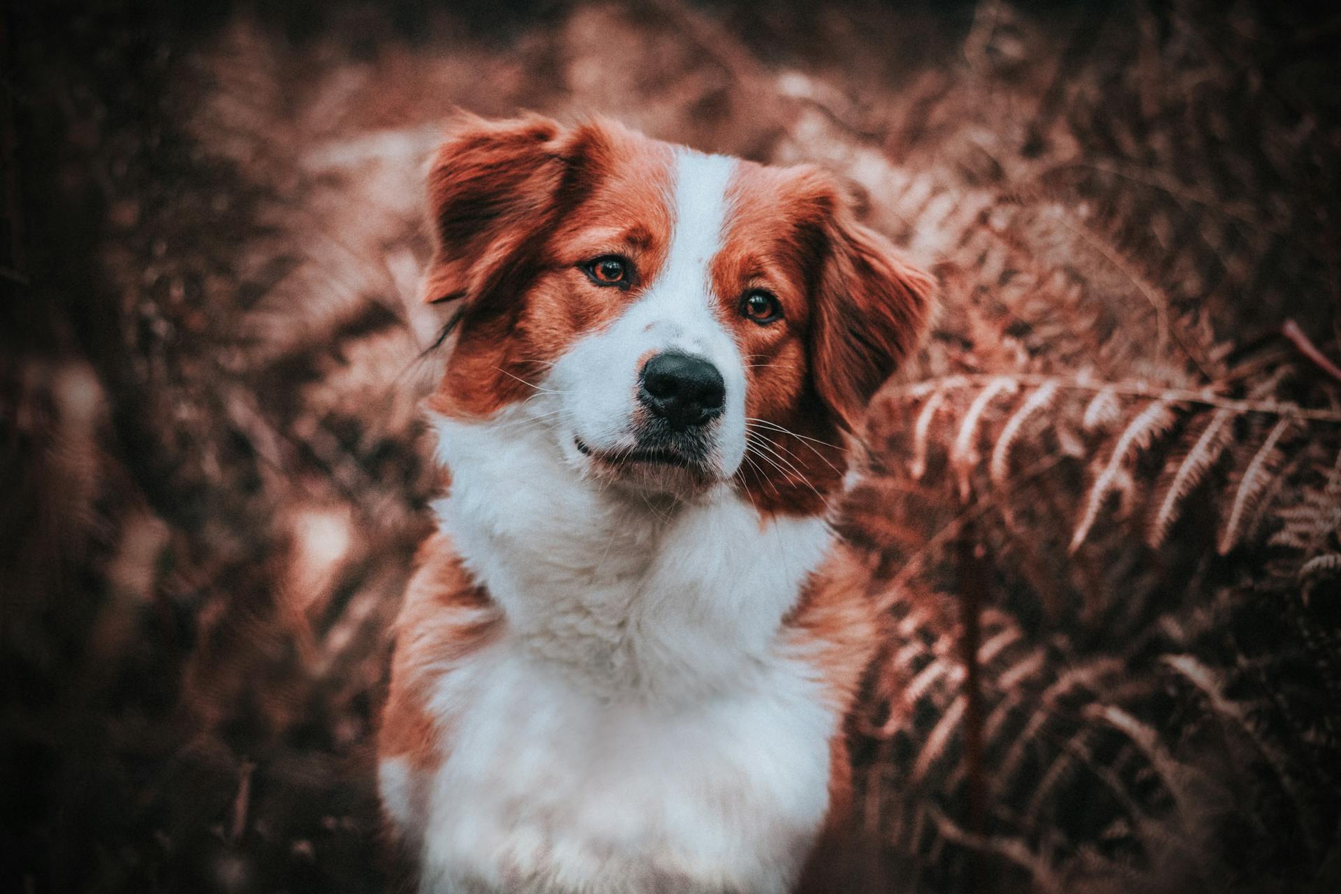 From above of charming Brittany Spaniel with fluffy fur looking away with tilted head in daytime