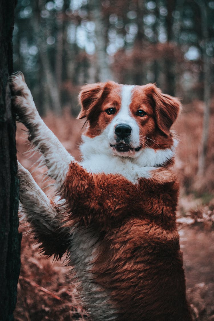 Funny Hunting Dog Touching Tree Trunk With Paws