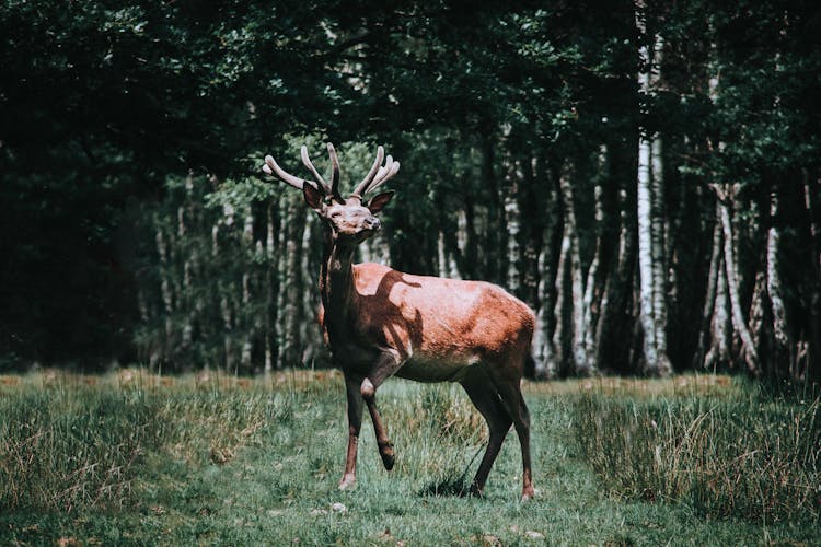 Graceful Red Deer On Grass In Forest