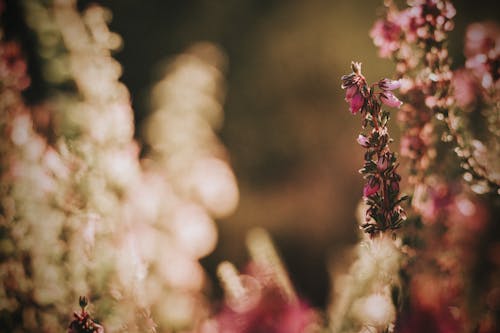 Blooming pink flowers with small buds growing on thin stalks in park in daylight on blurred background