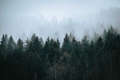 Coniferous woods under sky on foggy day