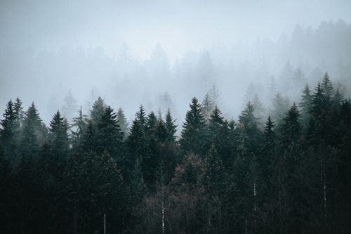 Free Scenery view of forest with overgrown evergreen trees under cloudy sky in mist in daylight Stock Photo