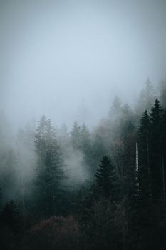 黄昏时分，针叶林迷蒙的景色充满戏剧性，营造出宁静而神秘的氛围