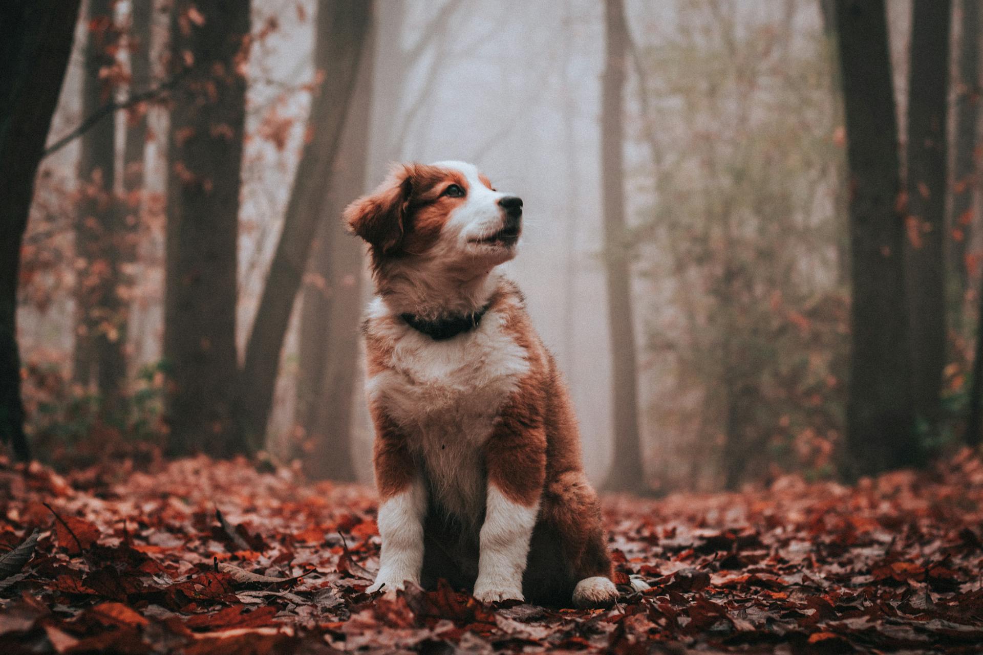 Charmante pluizige Brittany Spaniel zit op heldere verbleekte bladeren op een pad tussen groeiende bomen terwijl hij op een mistige dag in de herfst in het bos omhoog kijkt