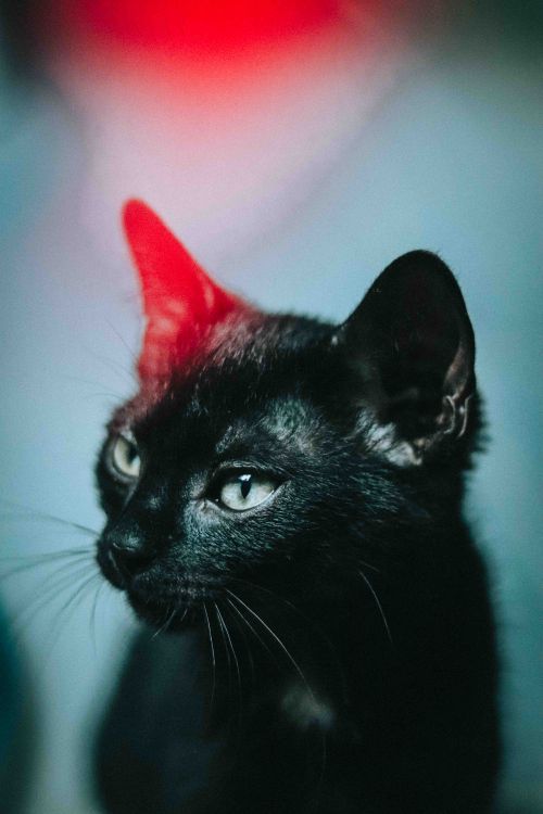 Free From above of attentive feline looking away while sitting above colorful red light at home Stock Photo