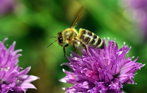 Lebah Kuning Bertengger Di Atas Bunga Kelopak Ungu