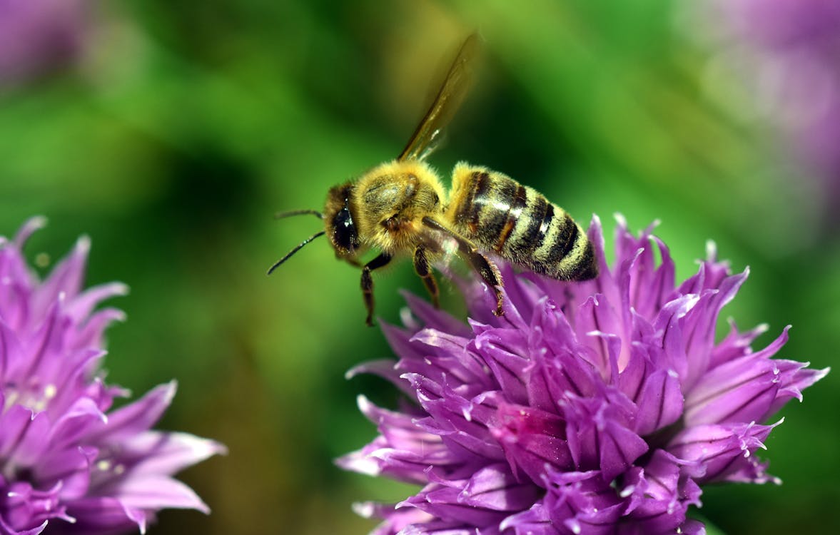 Free Yellow Bee Perched on Purple Petaled Flower Stock Photo