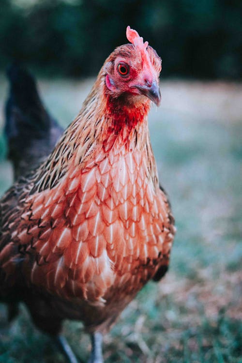 Domestic rooster bird standing on green grass on blurred background in countryside in nature