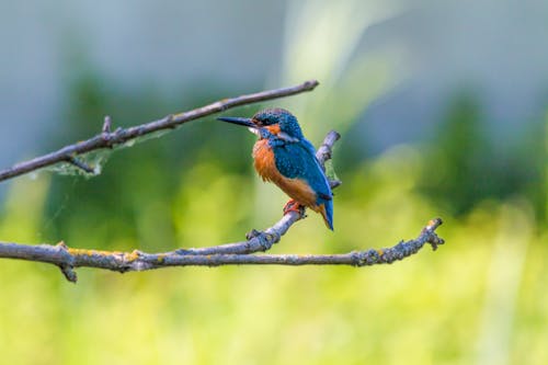 Синяя и коричневая птица на ветке дерева