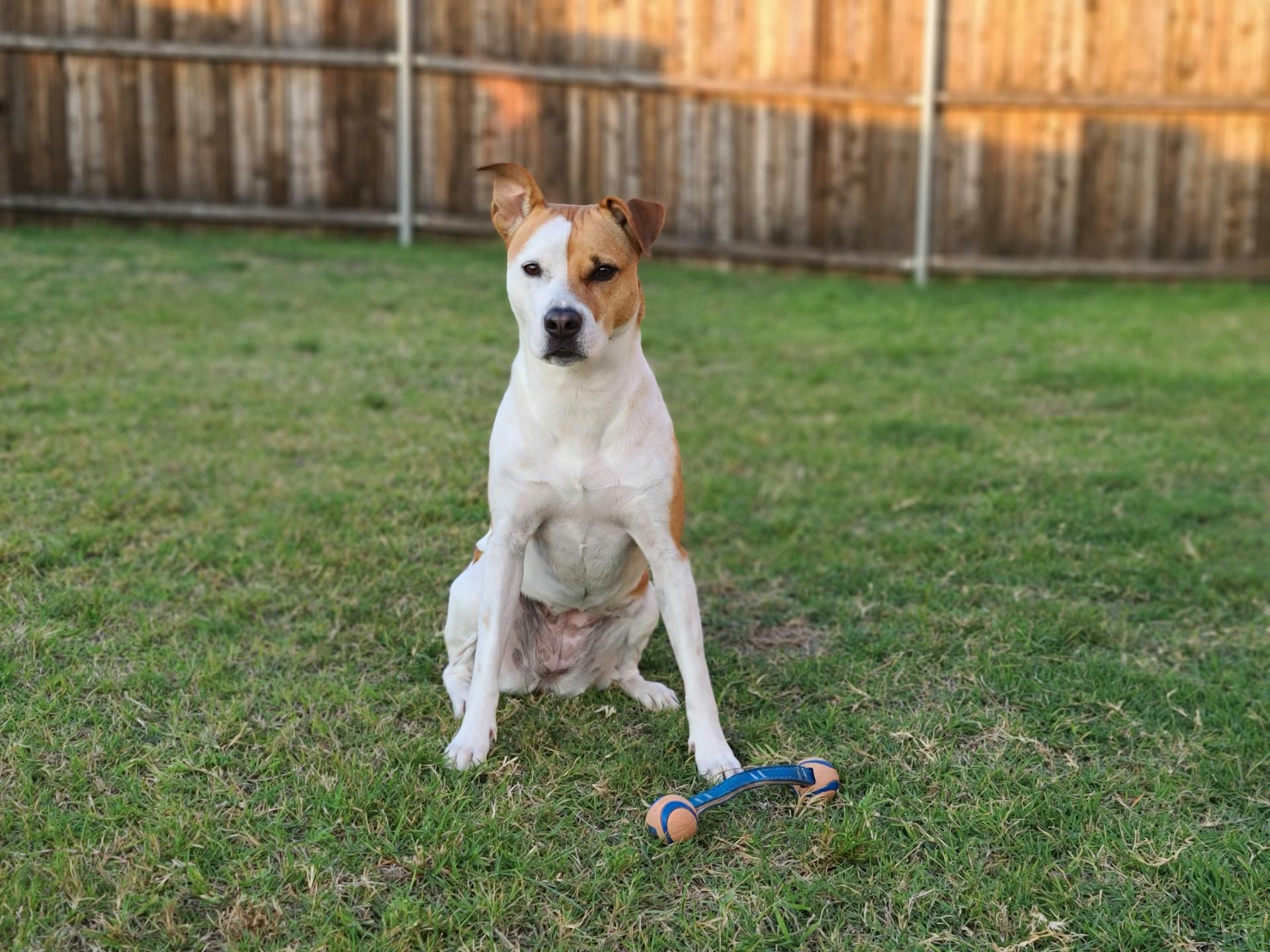 Witte en bruine Amerikaanse pitbullterriër op het gras