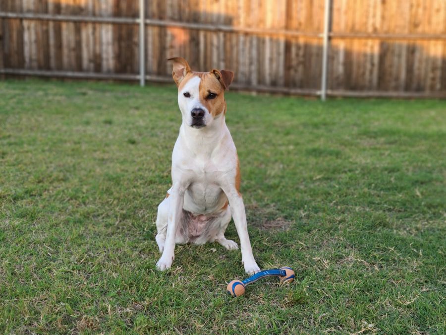 Dog sitting with a toy in a backyard in Palencia