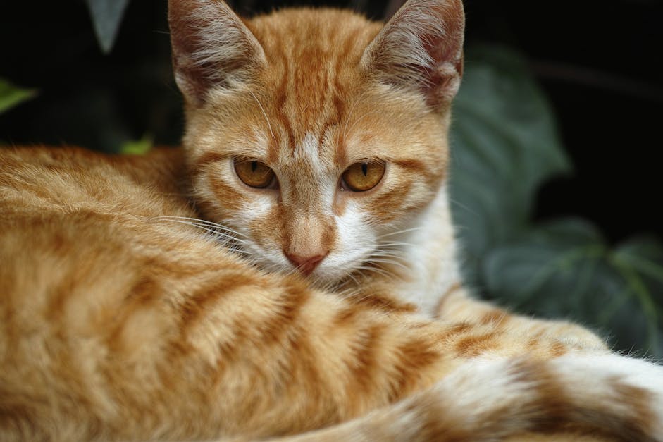  Orange  Tabby Cat   Free Stock Photo
