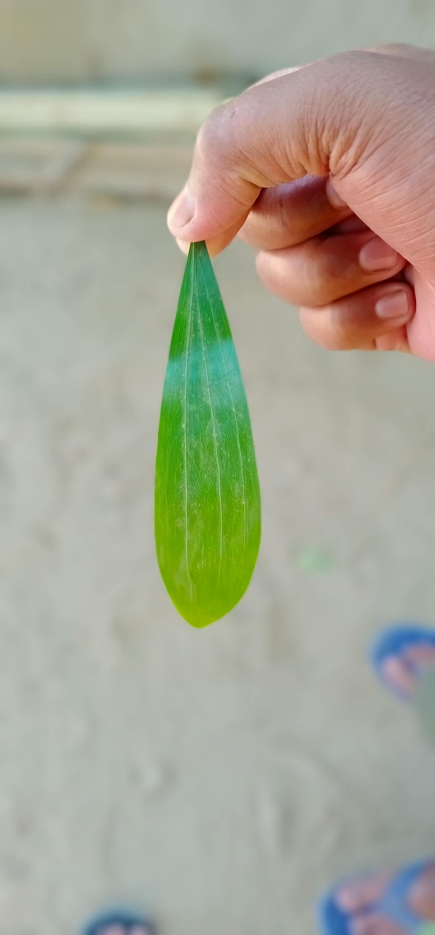 free-stock-photo-of-by-hand-dry-leaf-fall-leaf