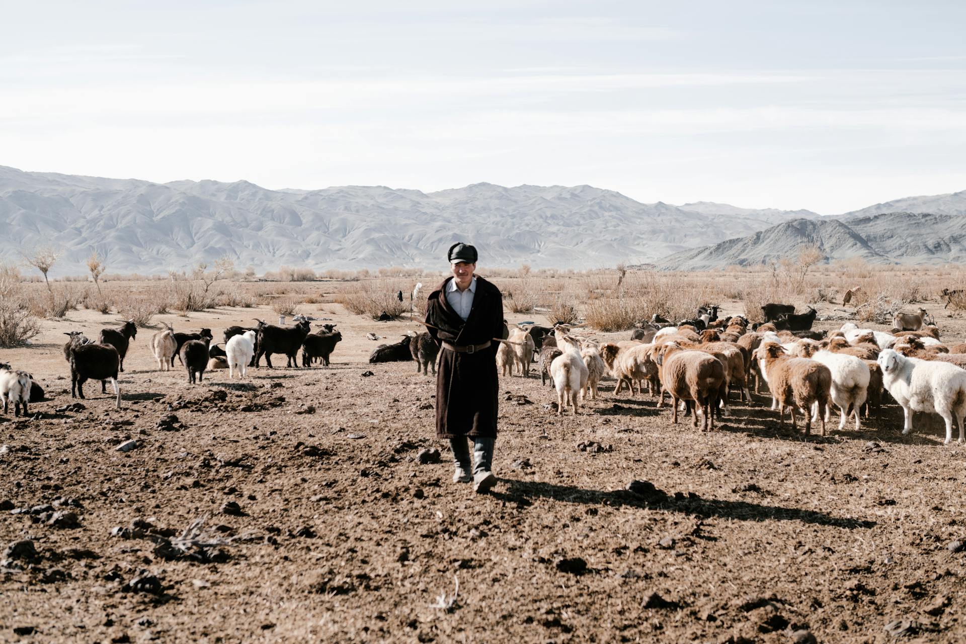 Ethnic nomad man walking with sheep in steppe