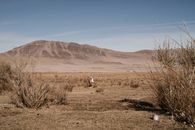 Female walking through dry grass of steppe with bushes against remote mountains in Mongolia