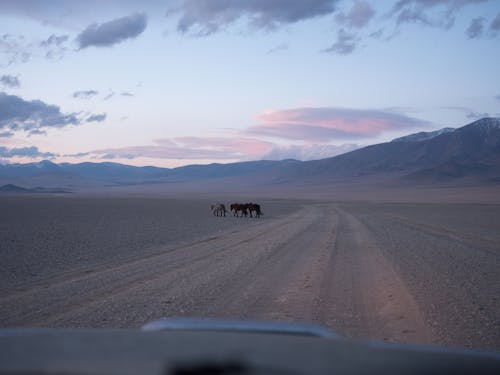 View from inside of car of domestic horses passing road and picturesque mountains under cloudy sky at sundown in countryside