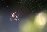 户外拍摄的蜘蛛特写镜头中，蜘蛛网上挂着露珠，细节清晰可见