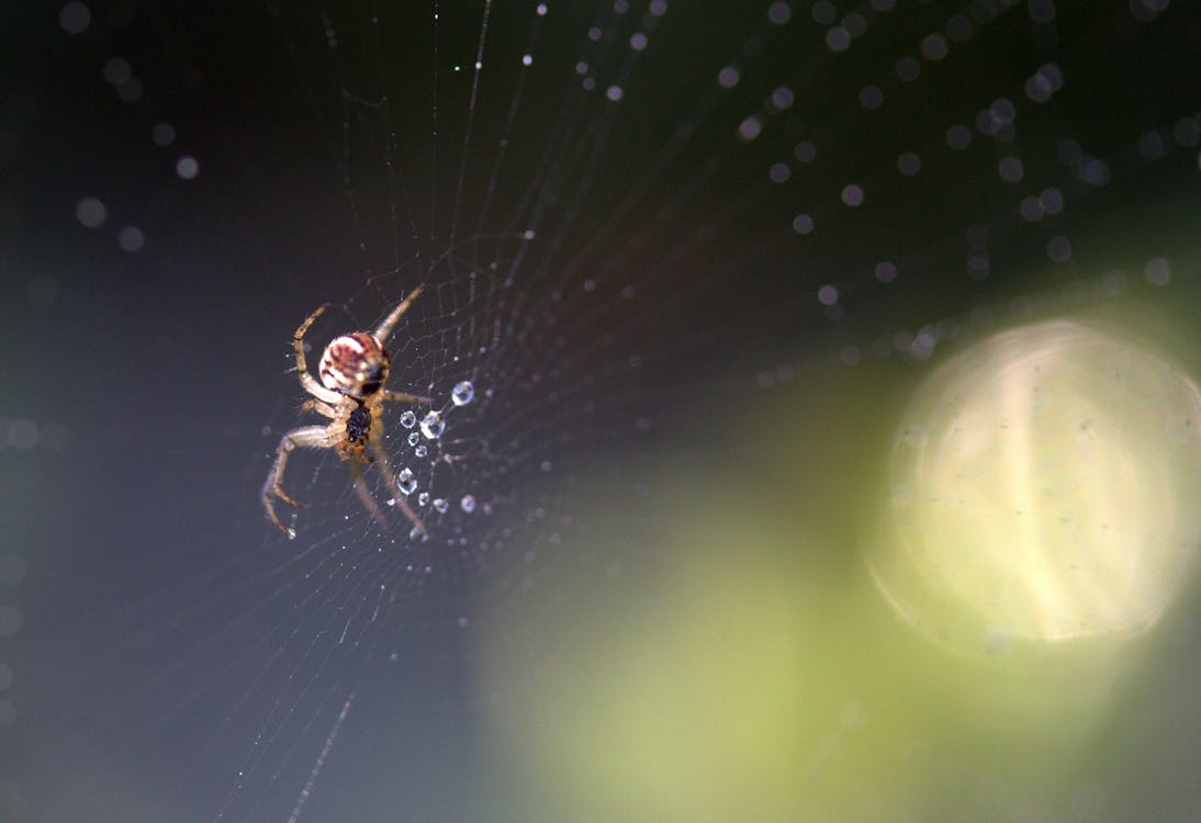 Macro Photography of Brown Spider on Web