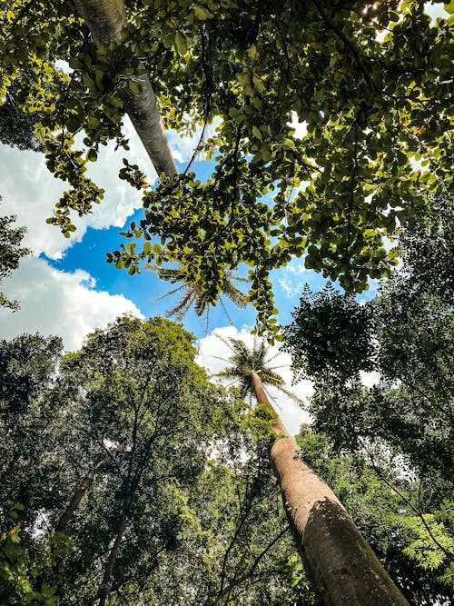 Foto d'estoc gratuïta de a l'aire lliure, angle baix, arbre