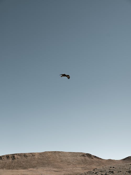 Predatory bird flying over sand hills in daytime