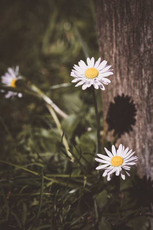 Three White Daisy Flowers