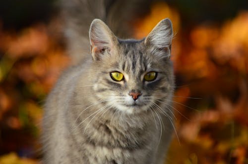 Free stock photo of animal, autum, cat