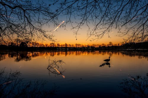 Canard Dans Un Plan D'eau