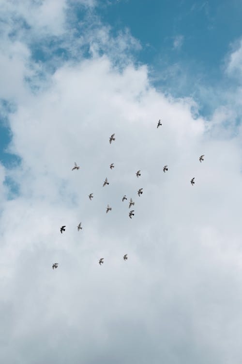 Flock of Birds Flying Against Sky