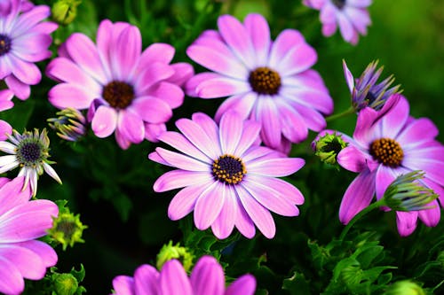 Free Pink Flower in Bloom Stock Photo