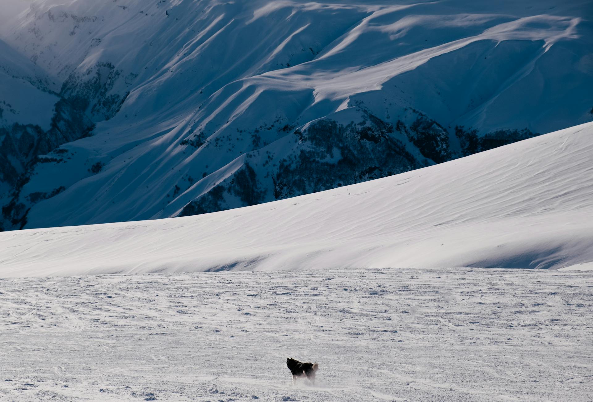 A Dog on a Snow Covered Mountain