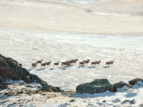 Herd of mountain goats walking on snowy terrain