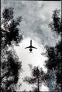 Airplane Flying Above Trees