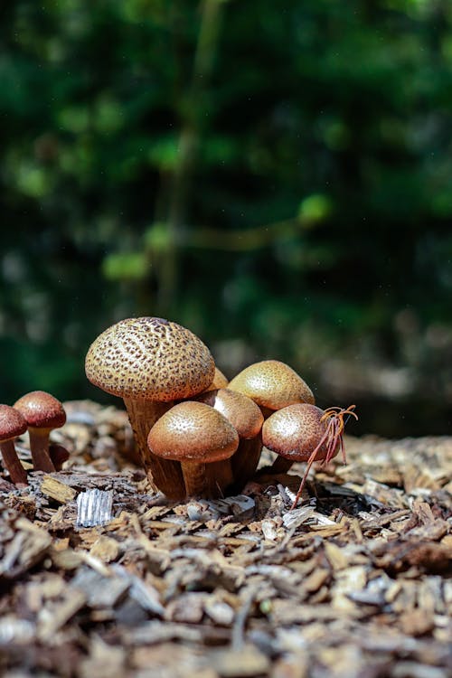 Immagine gratuita di avvicinamento, funghi, funghi velenosi