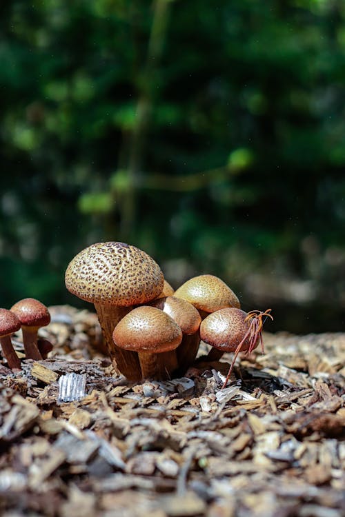 Photos gratuites de champignons, champignons vénéneux, fermer