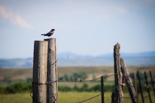 Free stock photo of bird, fence