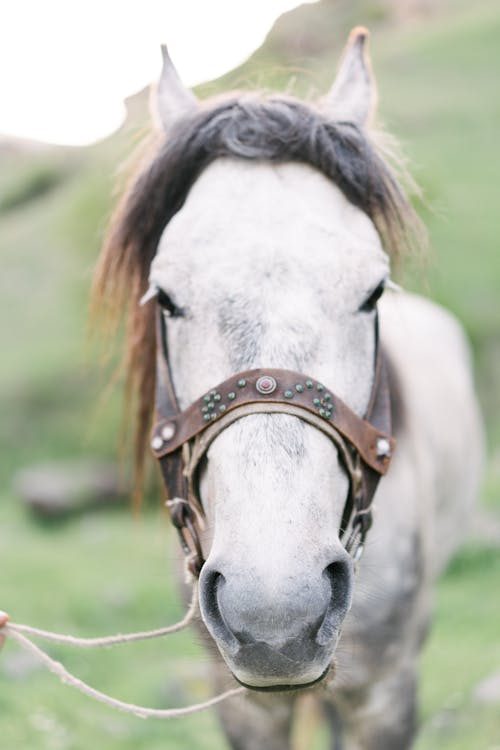 Adorable harnessed white horse muzzle with brown mane standing on pasture on sunny day