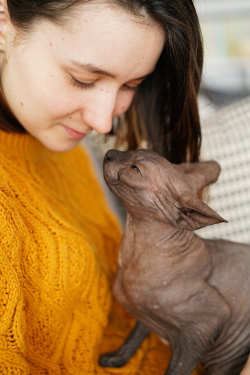 Adorable hairless cat with young woman
