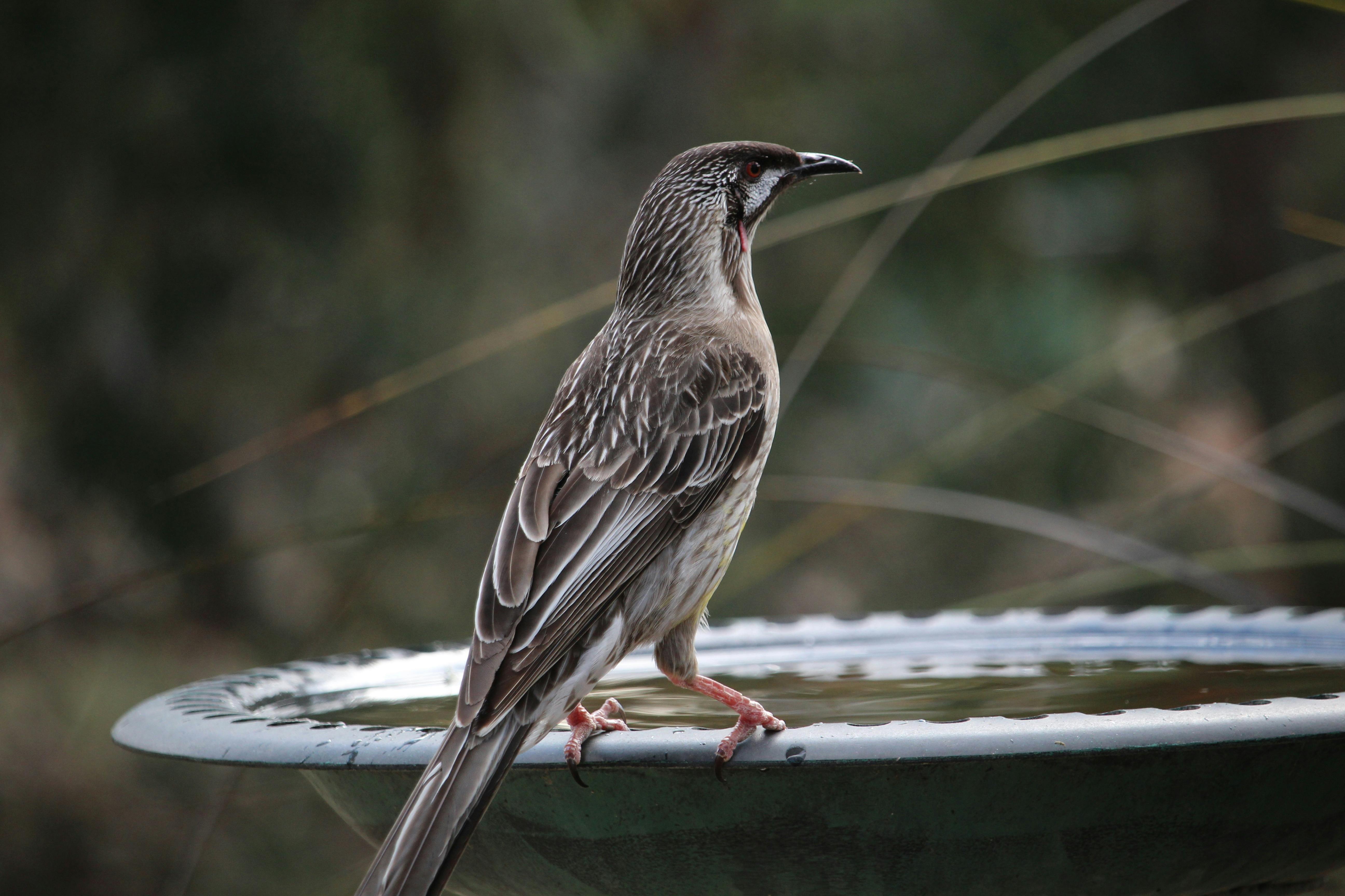 Kostenloses Foto zum Thema anthochaera carunculata, australien