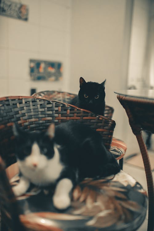 고양이, 방, 보고 있는의 무료 스톡 사진